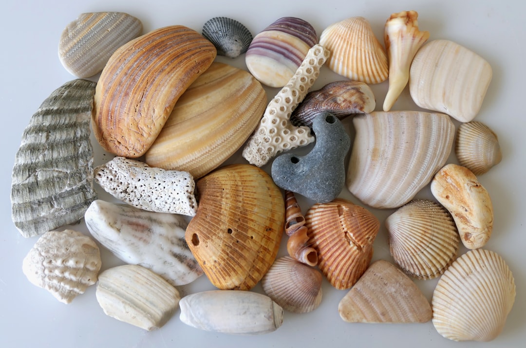 Photo Fossilized shells