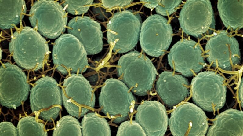 Photo Microscopic algae