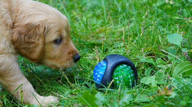 Photo Eco-friendly pet toys