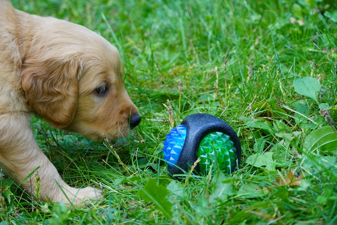 Photo Eco-friendly pet toys