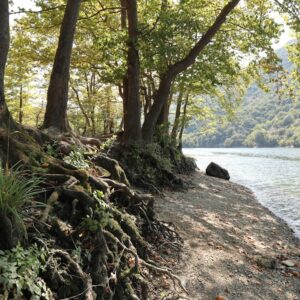 Photo Healthy forest