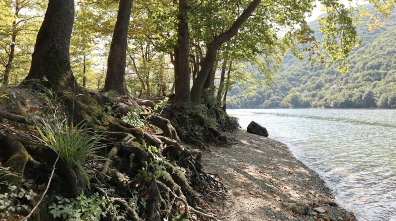 Photo Healthy forest