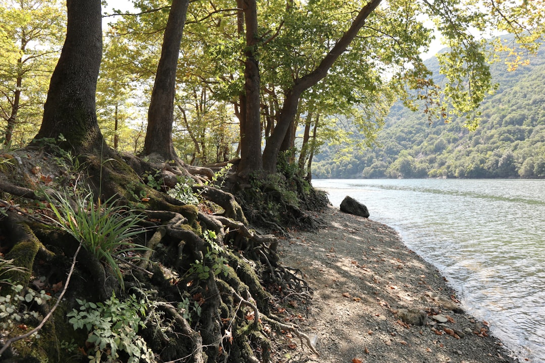 Photo Healthy forest