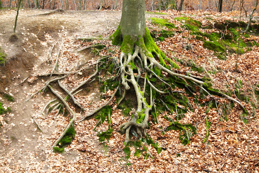 Photo Soil erosion