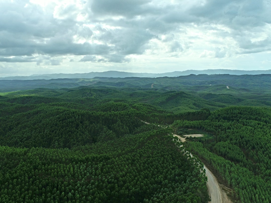 Photo Reforestation project