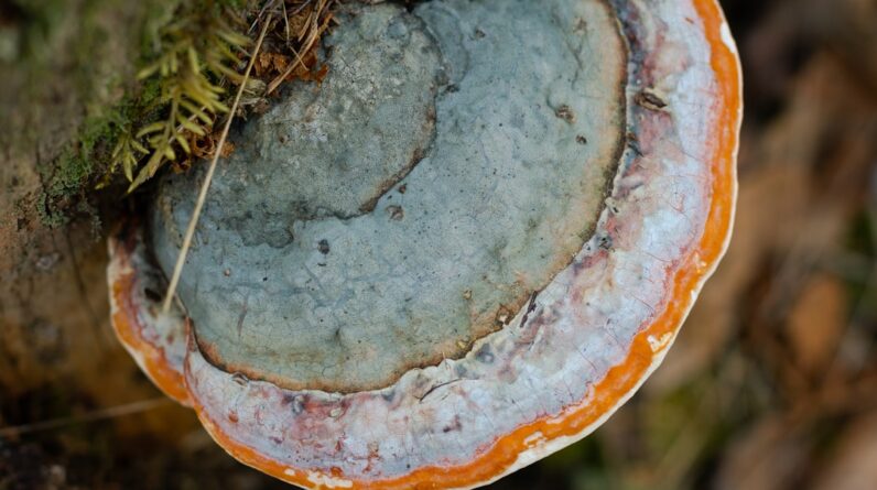 Photo Healthy forest