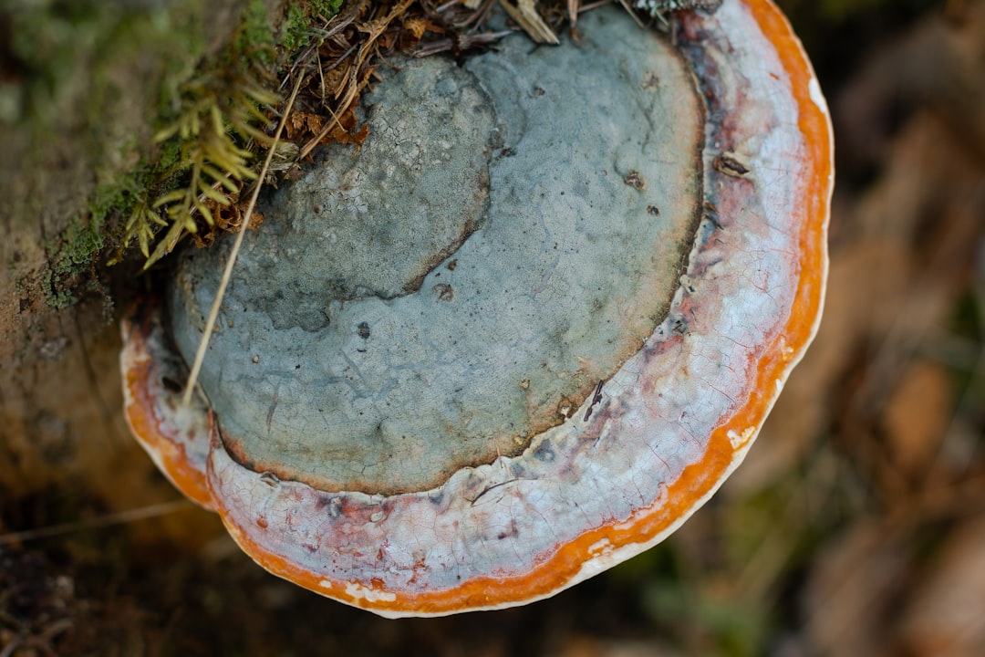 Photo Healthy forest