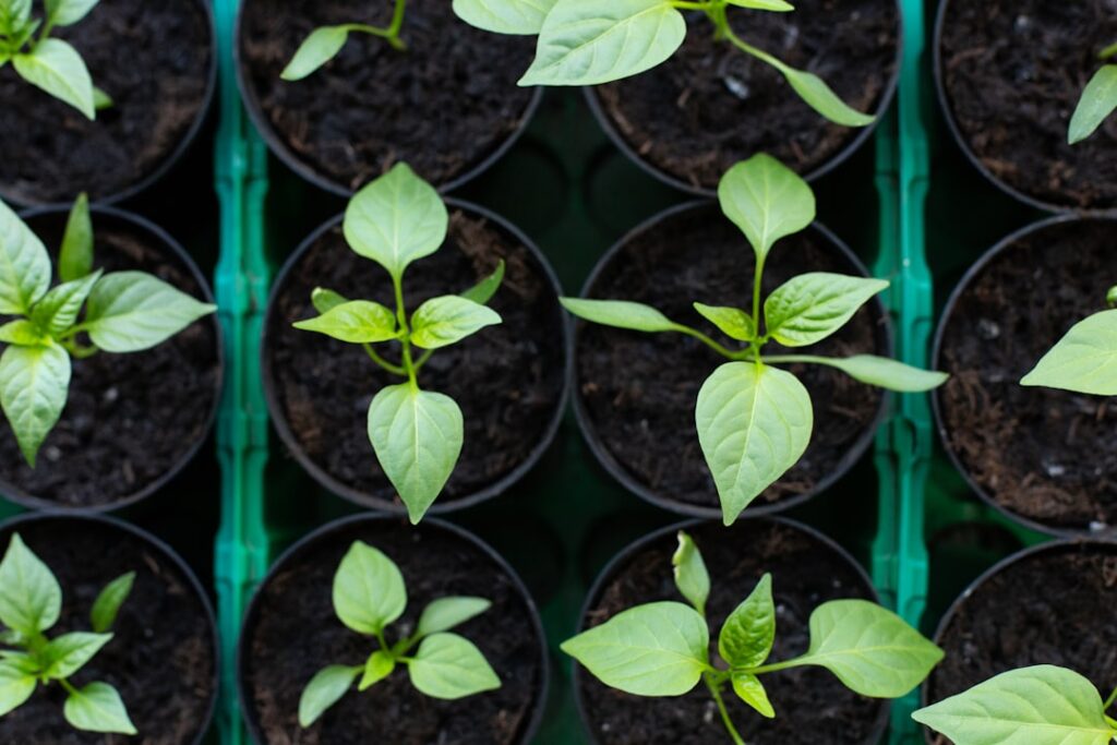 Photo Healthy soil
