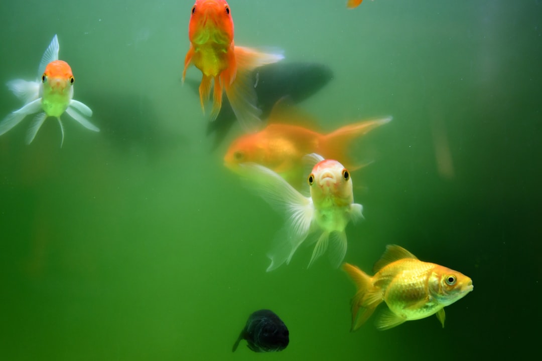 Photo Algal bloom