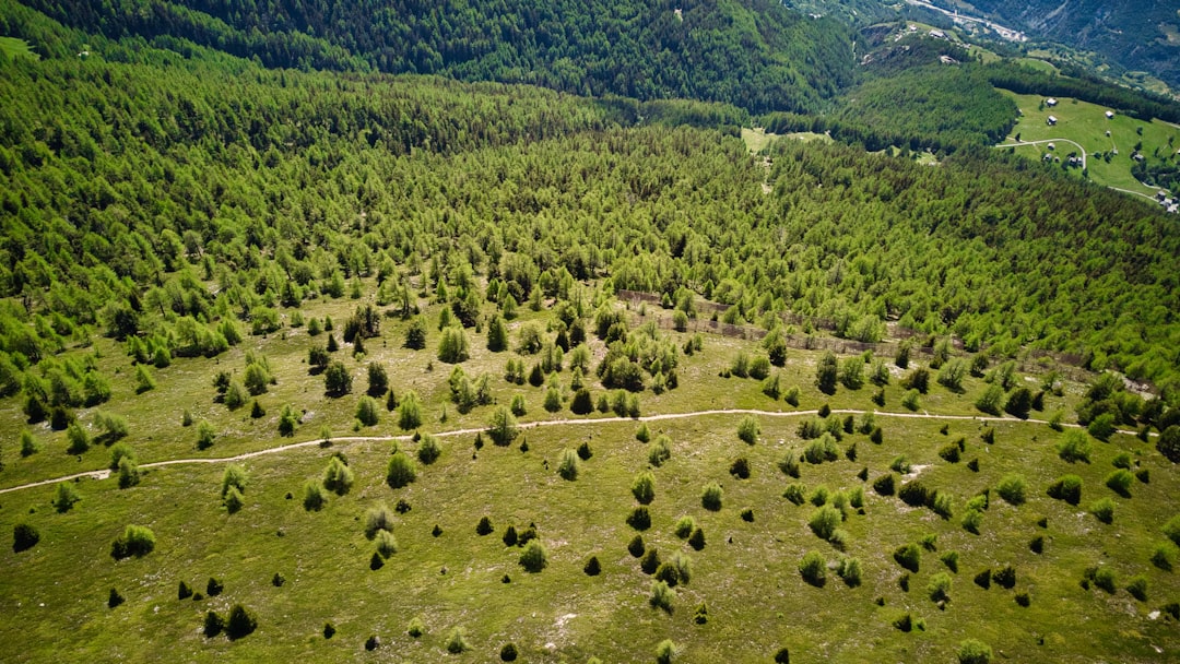 Photo Reforestation Results