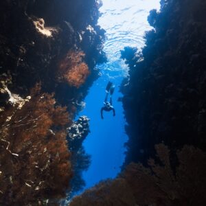 Photo Underwater Ecosystem