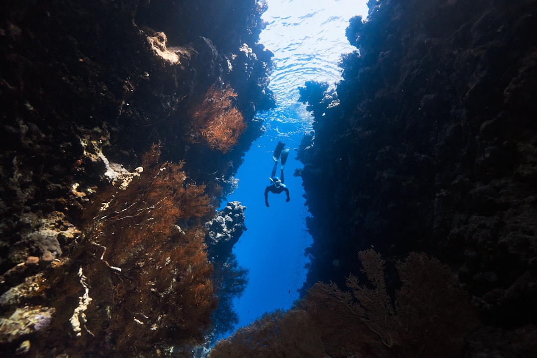 Photo Underwater Ecosystem