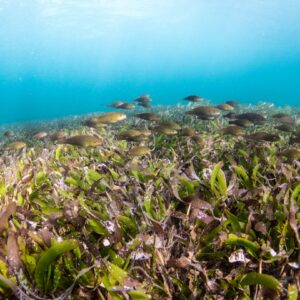 Photo Ocean conservation