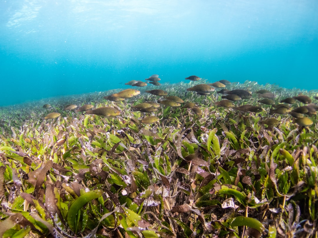 Photo Ocean conservation