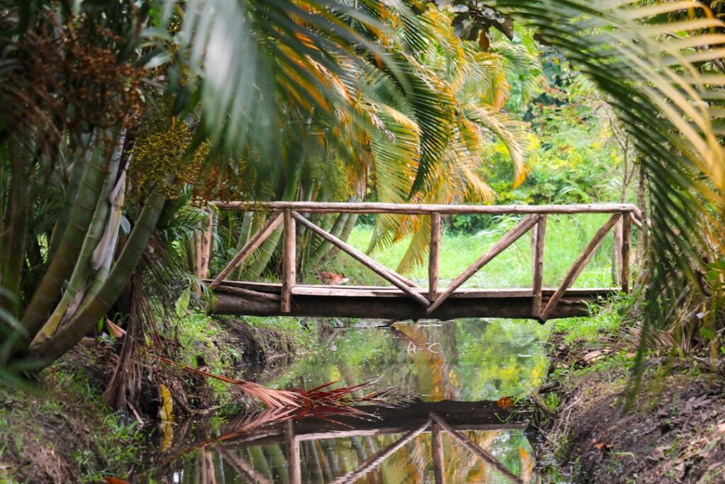 Photo Forest ecosystem