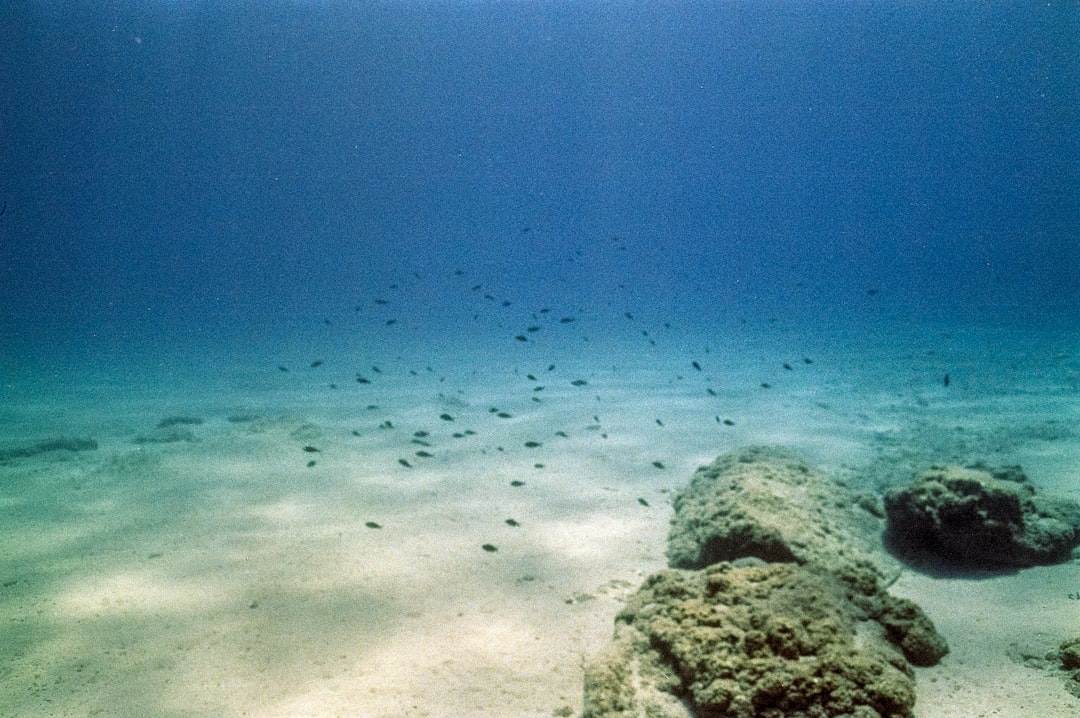Photo Oceanic Dead Zones