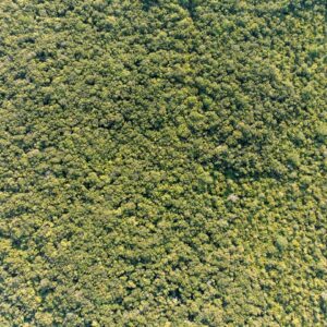 Photo Reforestation success