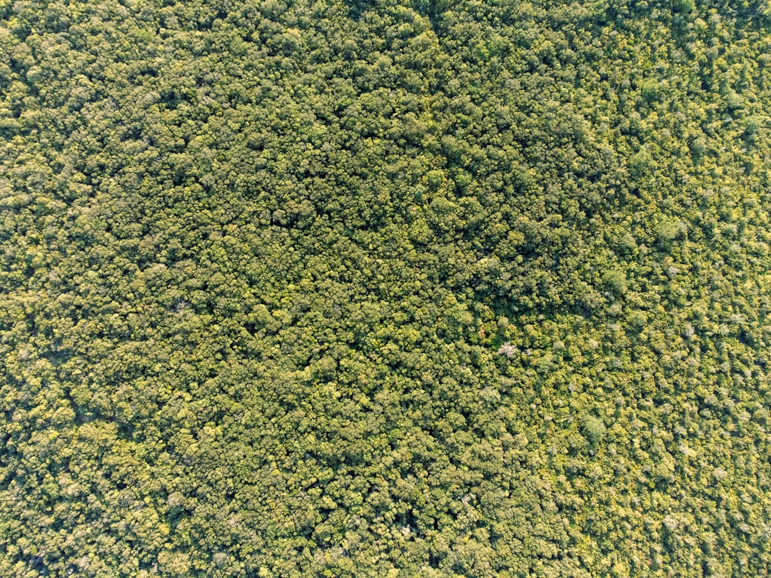 Photo Reforestation success