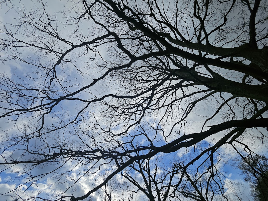 Photo Carbon sequestration