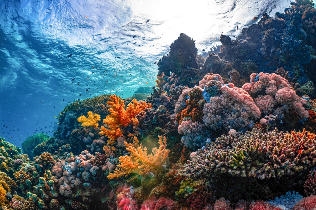 Photo Underwater life