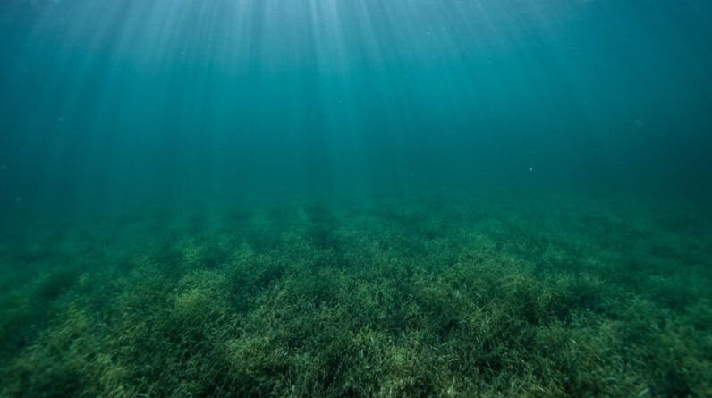 Photo Ocean conservation