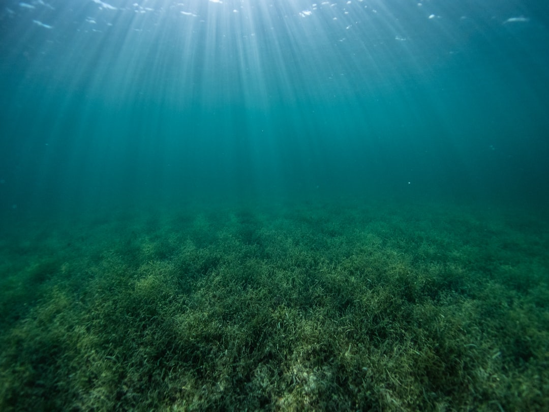 Photo Ocean conservation