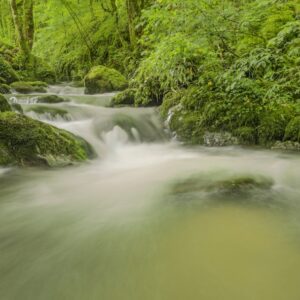 Photo Underwater Forest