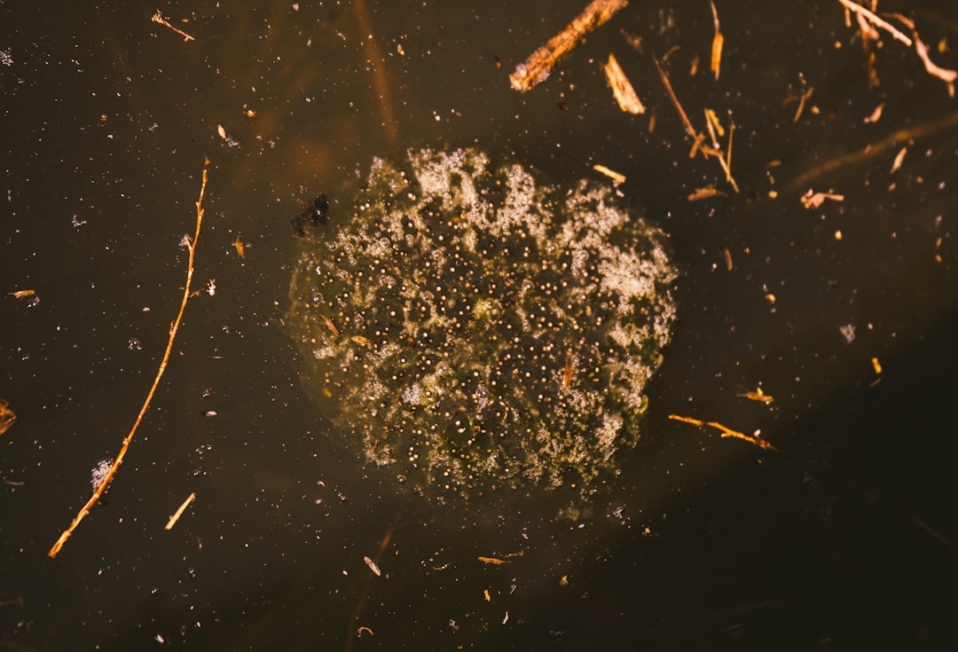 Photo Microbead pollution