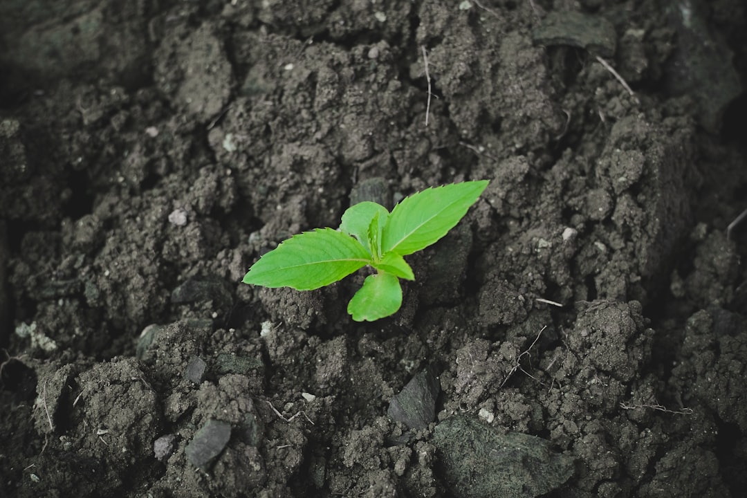 Photo Tree planting