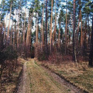 Photo Healthy forest