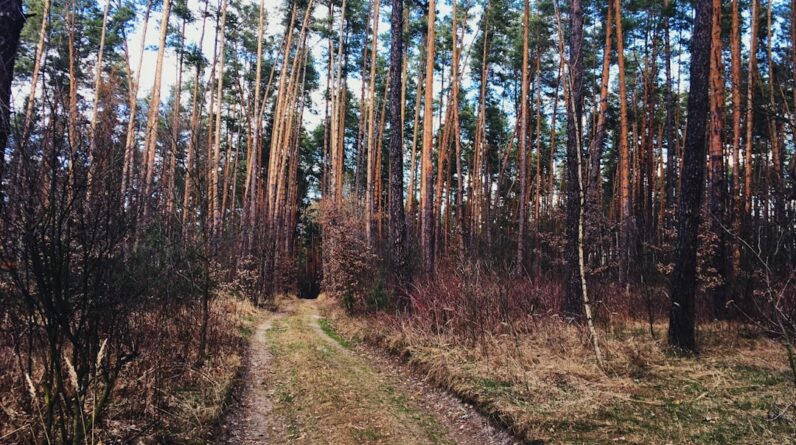 Photo Healthy forest