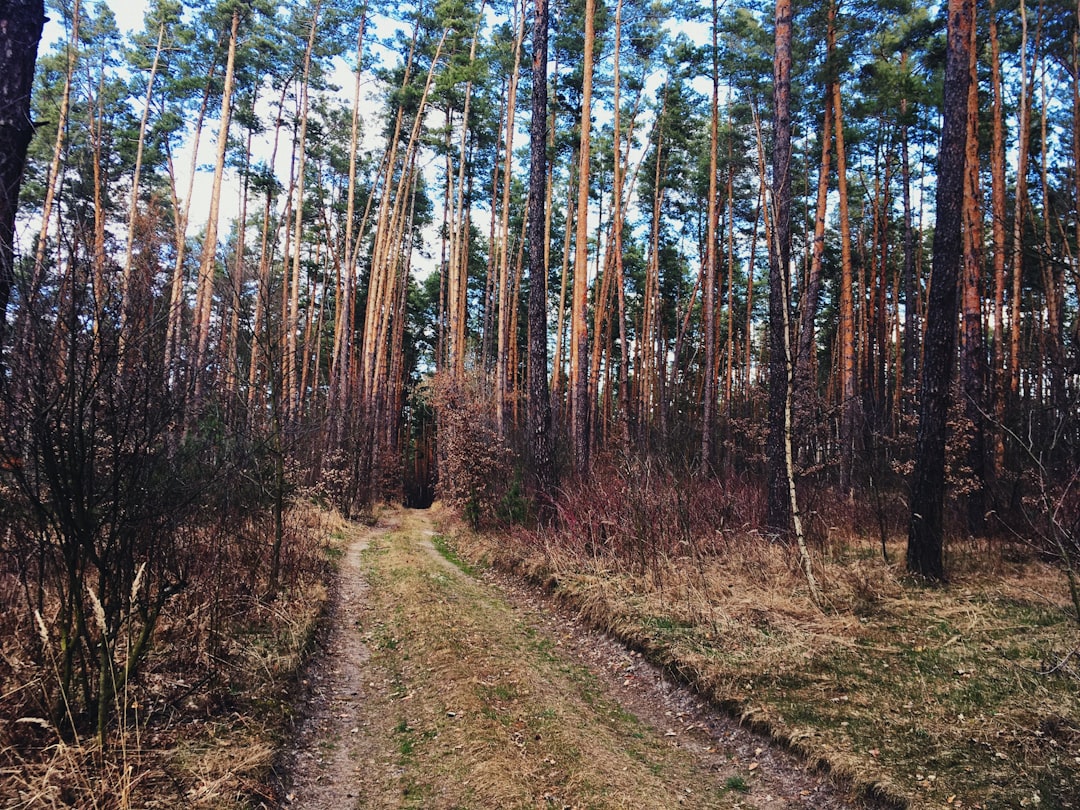 Photo Healthy forest