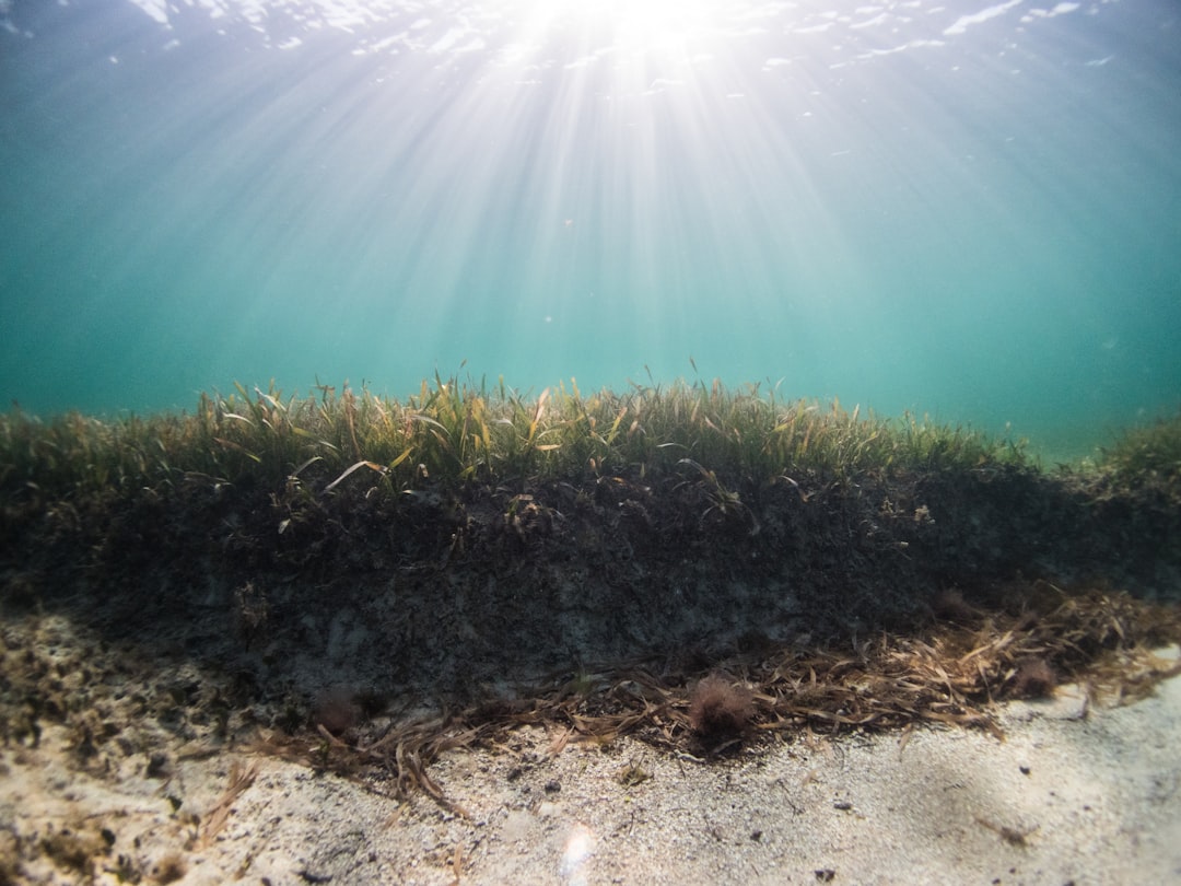 Photo Ocean Conservation