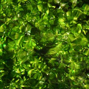 Photo Underwater forest
