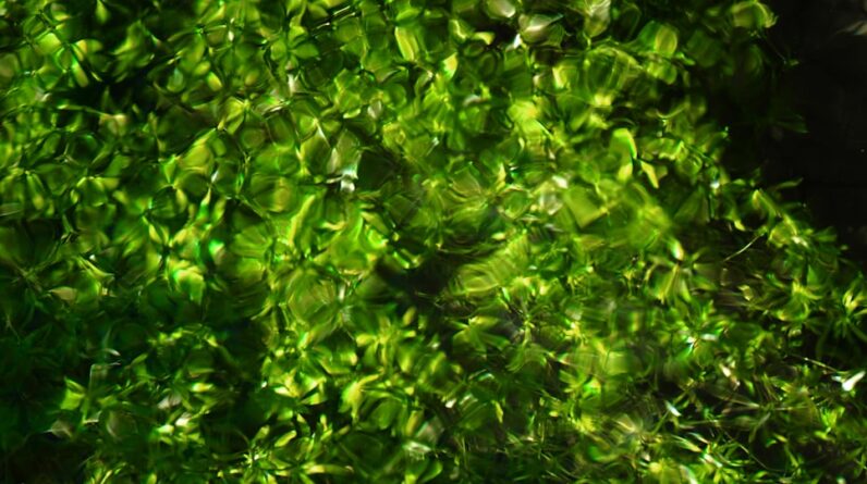 Photo Underwater forest
