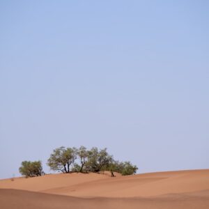 Photo Greening Sahara