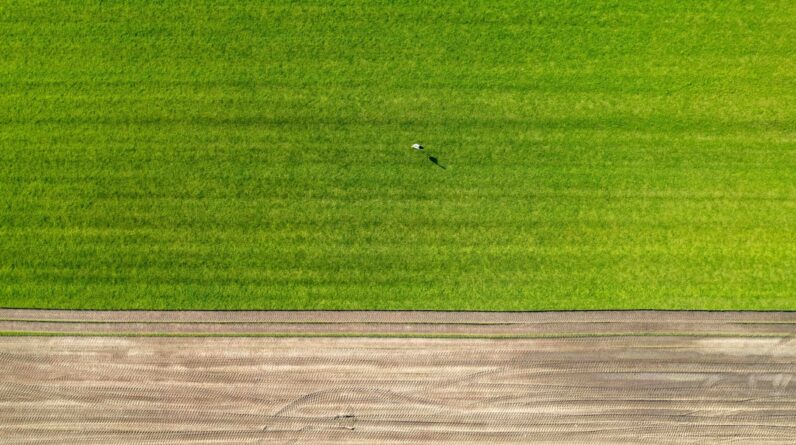 Photo Drone planting