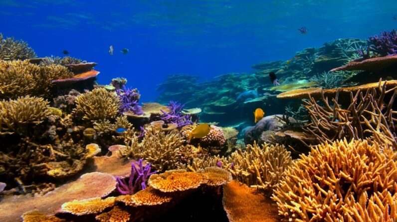 Photo Coral reef