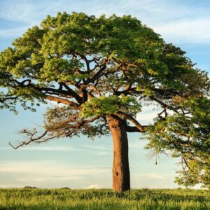 Photo Tree planting