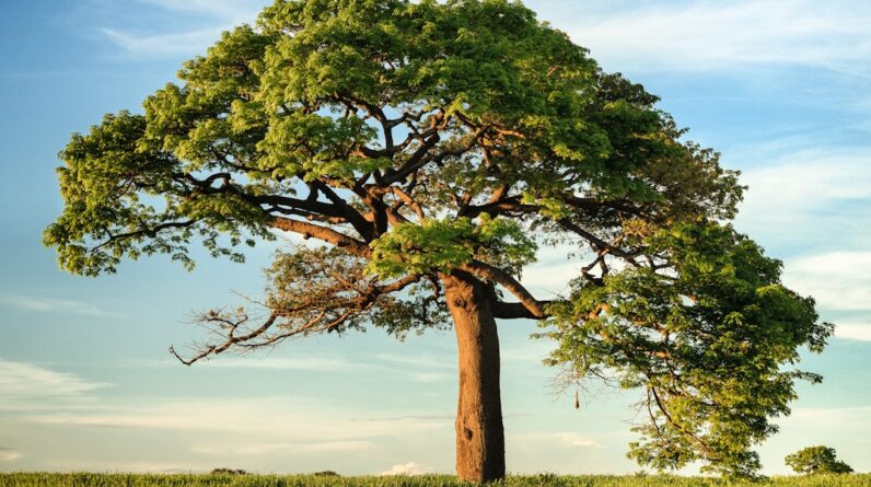 Photo Tree planting