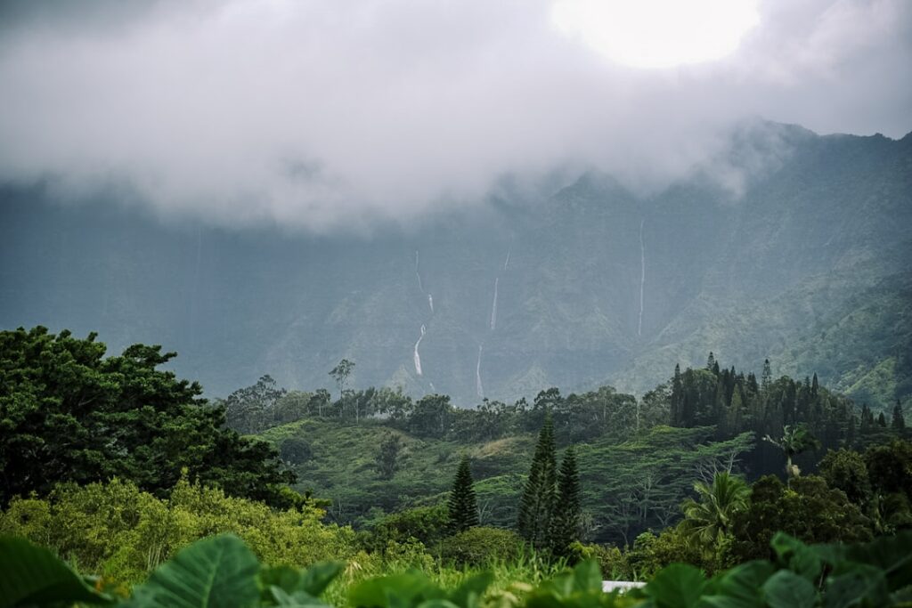 Photo Lush forest