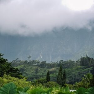 Photo Lush forest