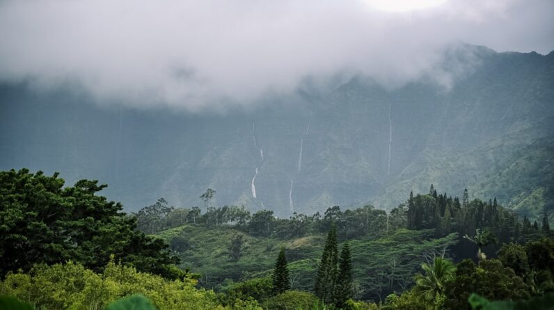 Photo Lush forest