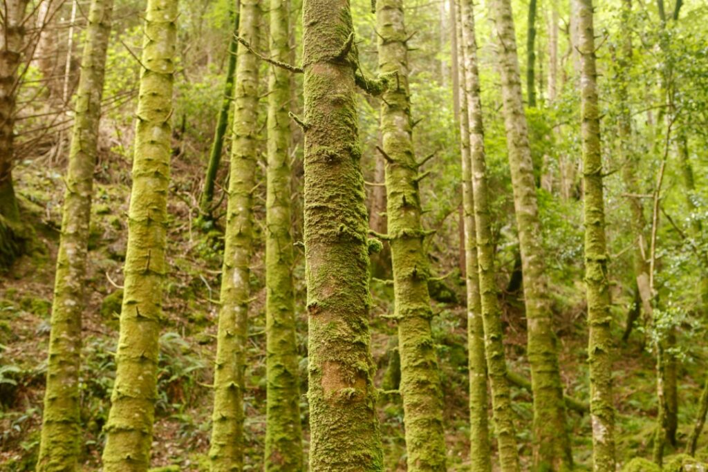 Photo Lush forest