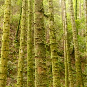 Photo Lush forest
