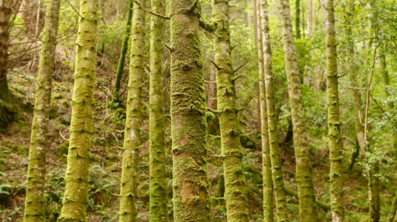 Photo Lush forest