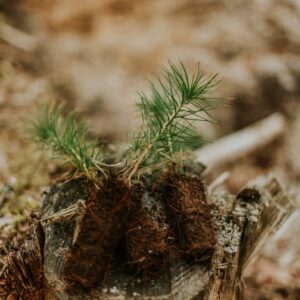 Photo Tree planting