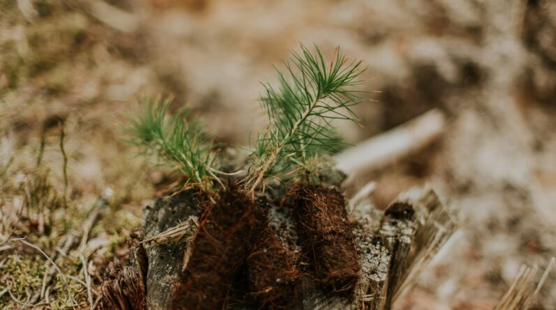 Photo Tree planting