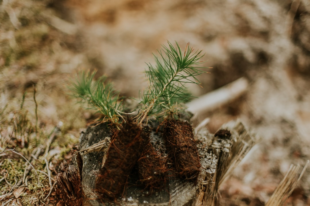 Photo Tree planting