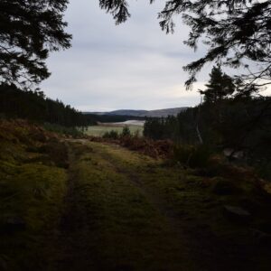 Photo Forest regeneration